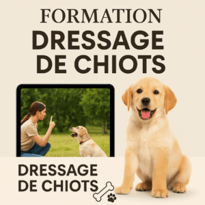Dressage de chiots