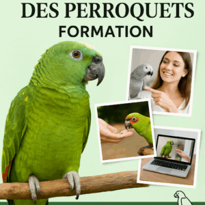 Éducation des perroquets formation
