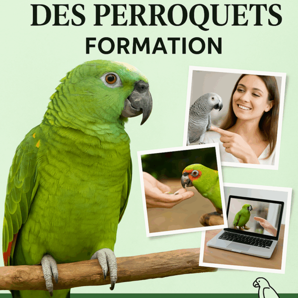 Éducation des perroquets formation