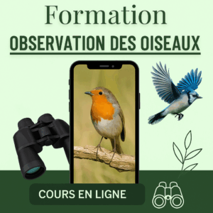 Formation Observation des oiseaux