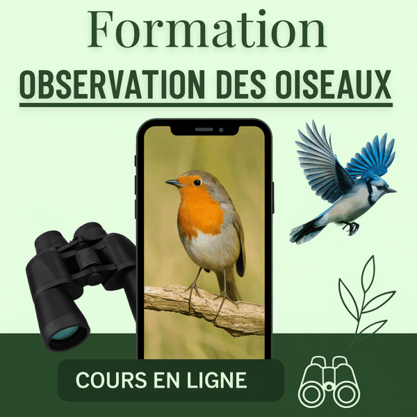 Formation Observation des oiseaux
