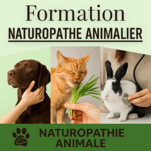 Formation naturopathe animalier