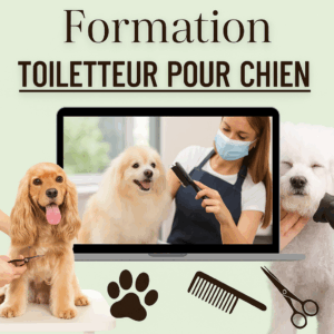 Formation toiletteur pour chien